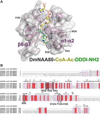 Optimized bisubstrate inhibitors for the actin N-terminal acetyltransferase NAA80
